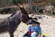 Lake Martin&nbsp;Donkey and Patti Winter 04-Goat Island