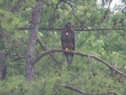 B. Everett Jordan Lake&nbsp;immature eagle