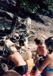 Lake Martin&nbsp;Goat Island  1993 (1)
