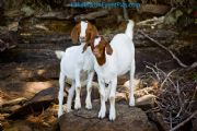 Lake Martin&nbsp;Goat Island