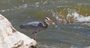Logan Martin Lake&nbsp;Great Blue Heron with a snack