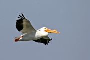 Wheeler Lake&nbsp;Male White Pelican flies high above Wheeler