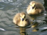 Lake Martin&nbsp;Baby Geese on the lake