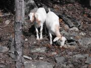 Lake Martin&nbsp;New Goats on Goat Island - June 2008