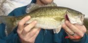 Lay Lake&nbsp;My Wifes 2.5 lb. Spotted Bass