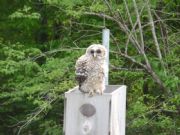 Lake Jordan&nbsp;Baby owl