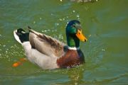 Lake Martin&nbsp;Mallard at Big Beach
