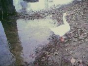 Smith Lake&nbsp;Jake safely in his haven in my front yard (after hurricane Ivan)