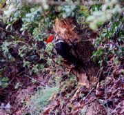 Logan Martin Lake&nbsp;Pileated woodpecker