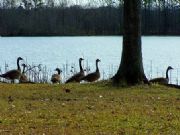 Lake Eufaula&nbsp;The Canada Geese at Lakepoint State Park