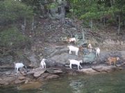 Lake Martin&nbsp;Goats on Goat Island 29 June 2008