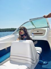 Lake Martin&nbsp;my dog 