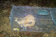 Lake Martin&nbsp;Red Fox - Caught and released on 3-11-10.  Trying to catch a Beaver.