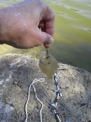 Weiss Lake&nbsp;