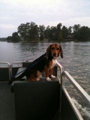 Lay Lake&nbsp;Gus