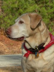 Lake Martin&nbsp;Maggie watching skiers on Lake Martin