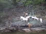 Lake Martin&nbsp;Goats on Goat Island 29 June 2008