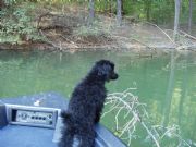 Logan Martin Lake&nbsp;Another Lake Dog
