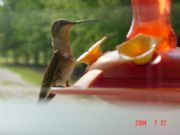 Lake Martin&nbsp;Hummingbird