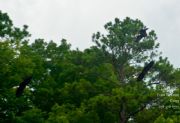 Lake Martin&nbsp;a Pair of Eagles chasing a loan Eagle after it caught a fish in their area.
