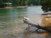 Lake Martin&nbsp;Hannah fishing from a log