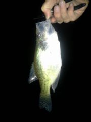 Weiss Lake&nbsp;
