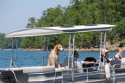 Lake Martin&nbsp;Dogs at Lake Martin