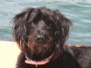 Lake Martin&nbsp;luvy the labradoodle memorial weekend 2008