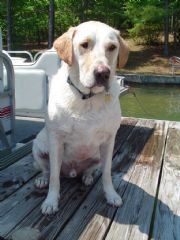 Lake Martin&nbsp;It's Hard Being a Lake Martin Dog
