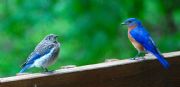 Lake Martin&nbsp;Lake Martin bluebirds, Mom and baby