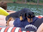Lake Martin&nbsp;Roxi relaxing at Lake Martin
