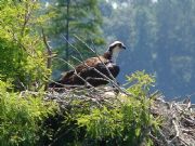 Lake Jordan&nbsp;ospreys on lake jordan
