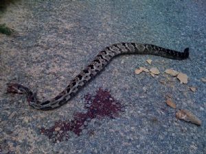 Timber Rattle Snake