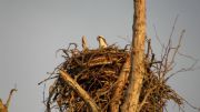 B. Everett Jordan Lake&nbsp;osprey in nest