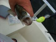 Sardis Lake&nbsp;You would think he would have been a keeper