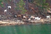 Lake Martin&nbsp;Goat Island