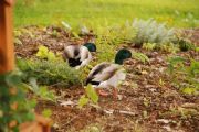 Logan Martin Lake&nbsp;mallards at the lake