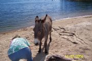 Lake Martin&nbsp;Donkey and Patti Winter 04-Goat Island