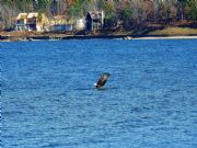 Lake Martin&nbsp;Bald Eagle fishing. 