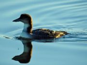 Lake Martin&nbsp;Immature Common Loon