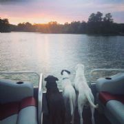 Lay Lake&nbsp;Lake Dogs