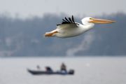 Wheeler Lake&nbsp;White Pelican at Wheeler Dam ignores fishermen