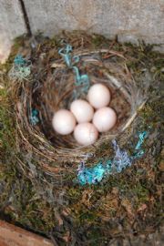 Lake Martin&nbsp;Nest 1