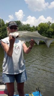 Weiss Lake&nbsp;My first striper!
