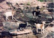 Lake Martin&nbsp;Goat Island 1993 (2)