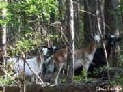 Lake Martin&nbsp;Goat Island