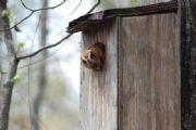 Lake Martin&nbsp;Owl
