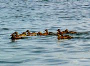 Lake Eufaula&nbsp;Ducks