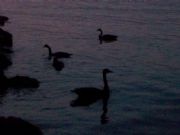Lake Martin&nbsp;Geese take an evening cruise