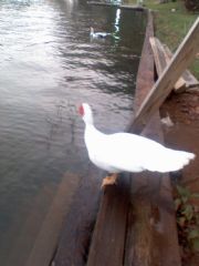 Lake Martin&nbsp;Madwind Point Ducks